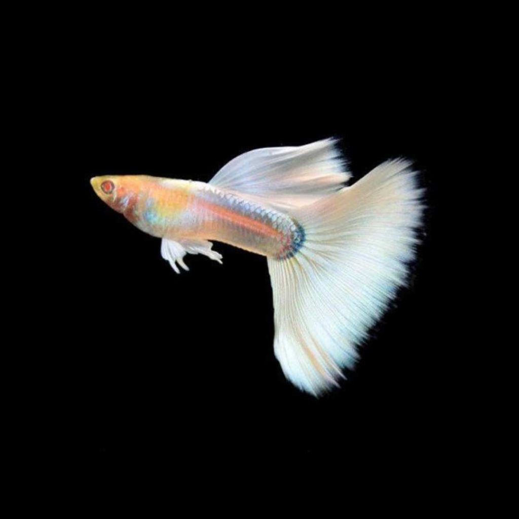 Ikan guppy Albino full platinum