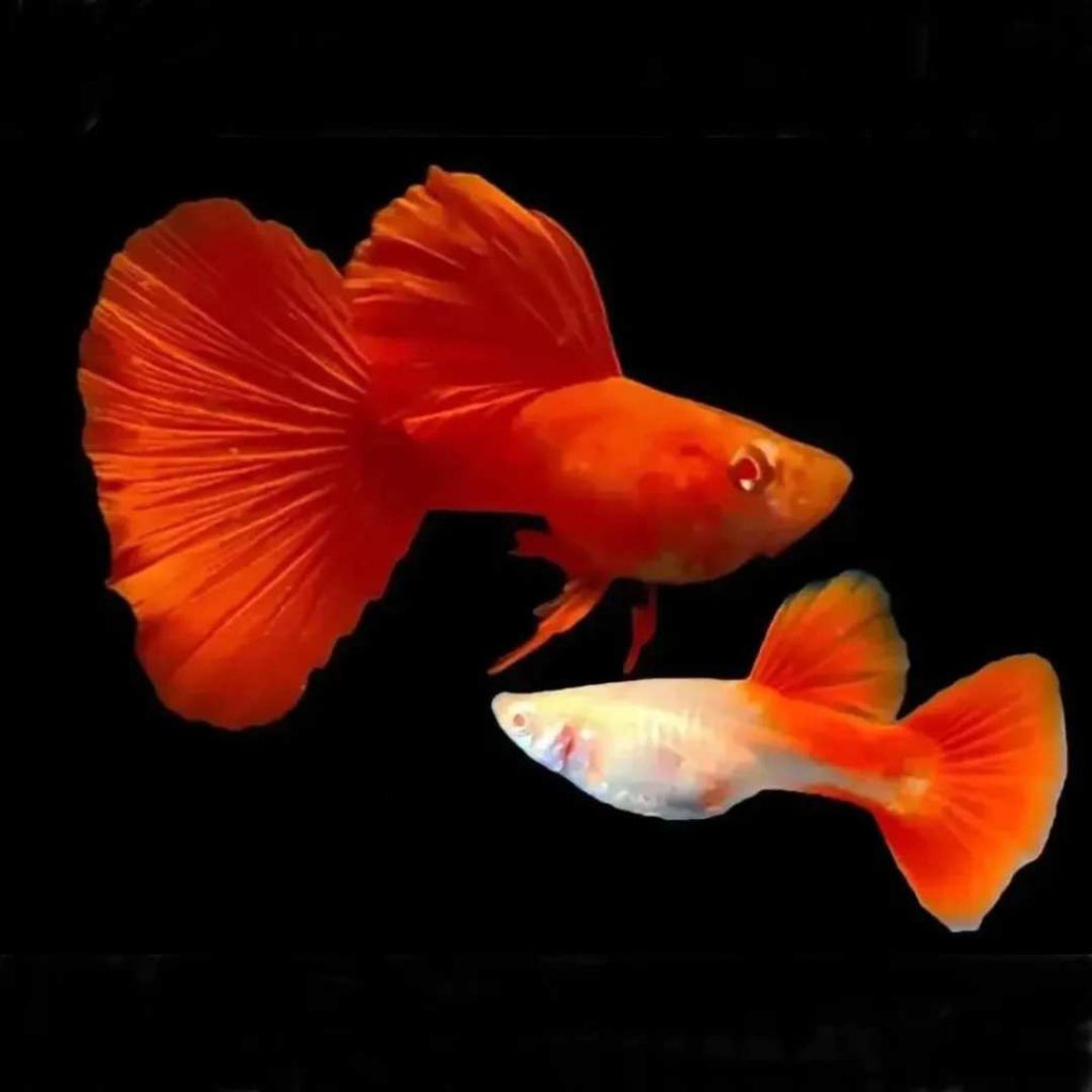 Ikan guppy full red afr